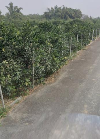 嘉義大林農地法拍-10