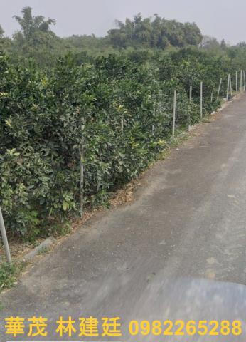 嘉義大林農地法拍-4