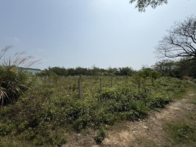 桃園八德農地-4