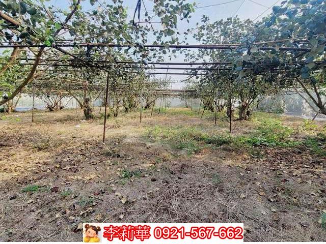 高雄燕巢農地-10