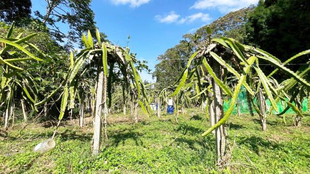 新竹峨眉農地-2