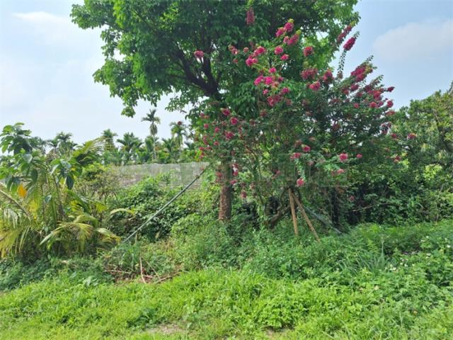 屏東竹田農地-11