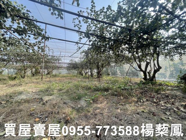 高雄燕巢農地-8