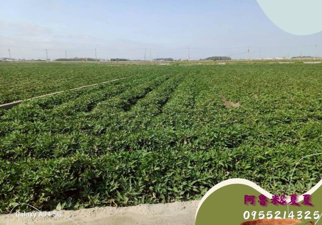 雲林水林農地-1