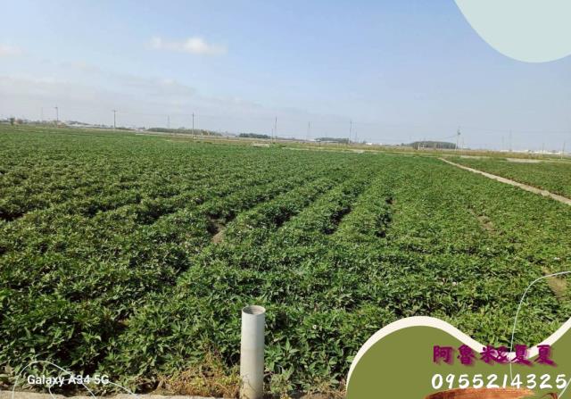 雲林水林農地-4