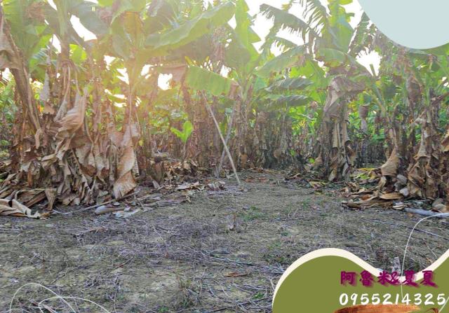 嘉義水上農地-1