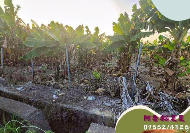 嘉義水上農地-4