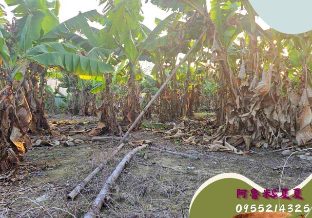 嘉義水上農地-5