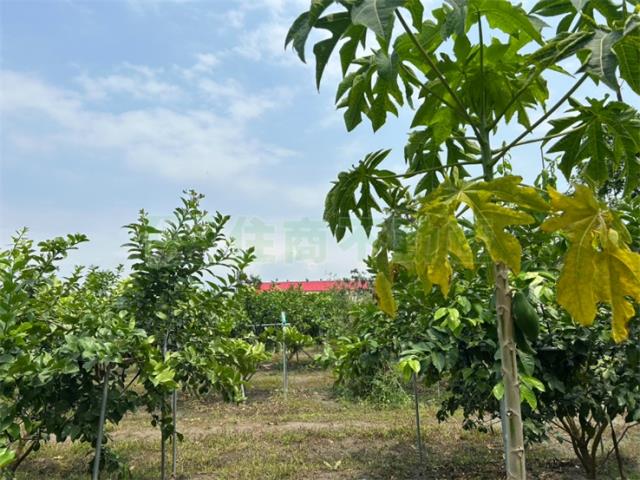 屏東九如農地-5