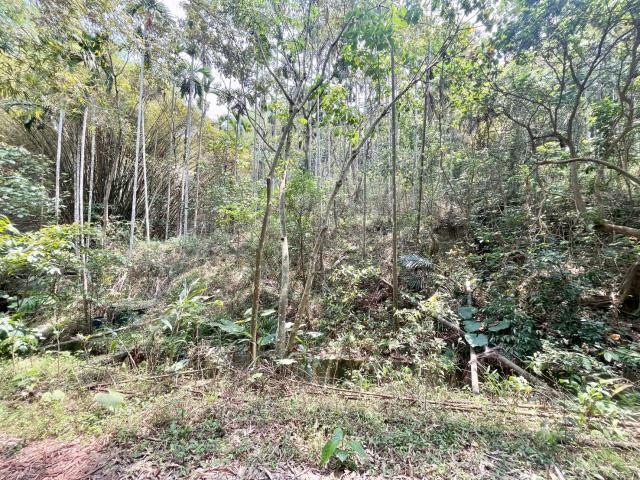 南投中寮農地-2