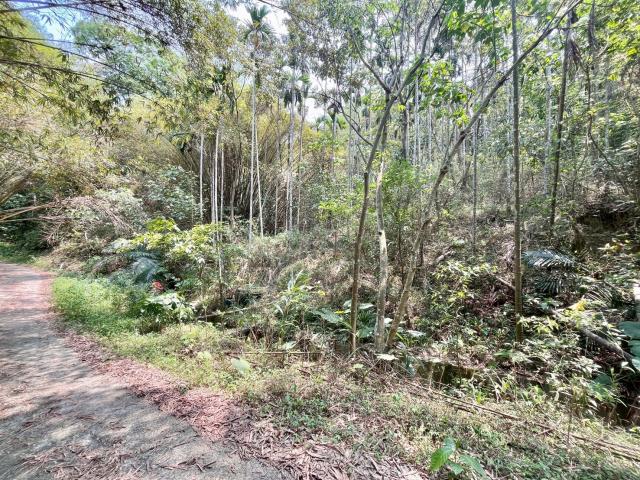 南投中寮農地-3