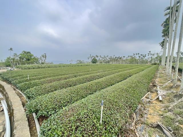 南投名間農地-5