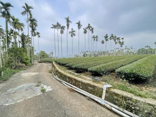 南投名間農地-6