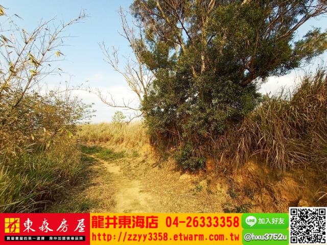 龍井旱-2