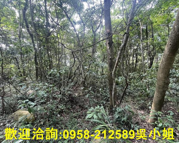 苗栗三義山坡地-6