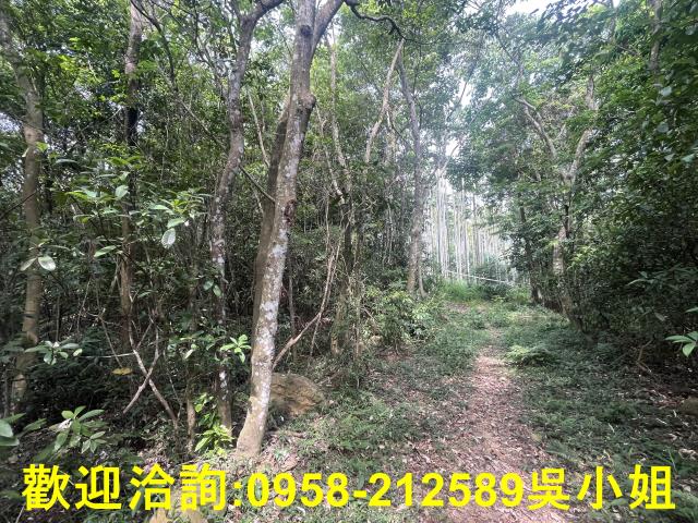 苗栗三義山坡地-8