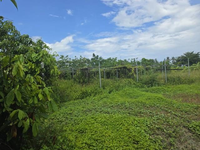 高雄岡山農地-3