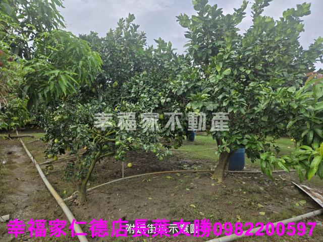 台南麻豆農地-4