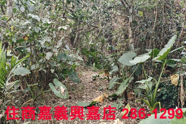 嘉義農地-8