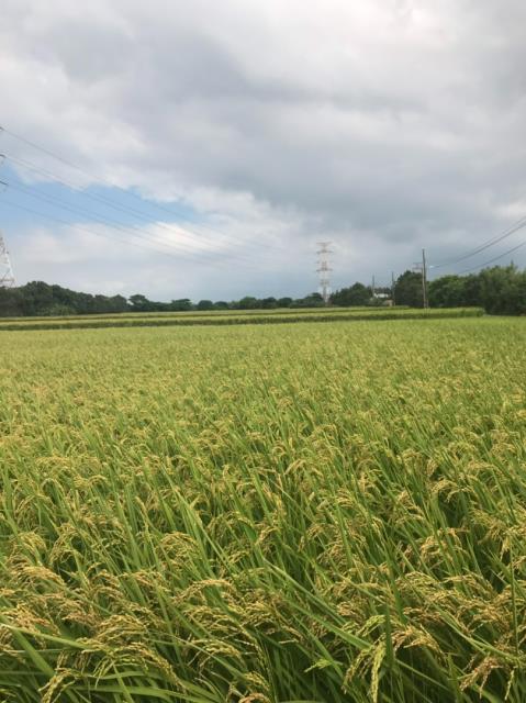 桃園農地-6