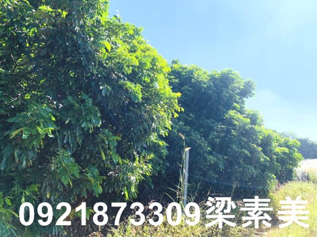楠西農地-10