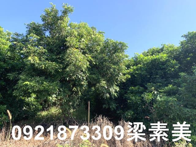 楠西農地-11