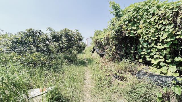 高雄燕巢農地-1