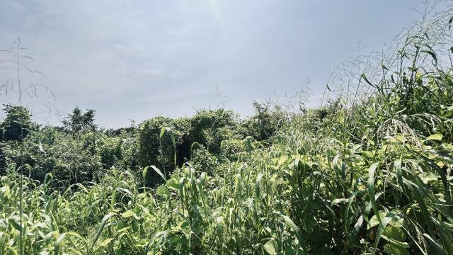 高雄燕巢農地-4