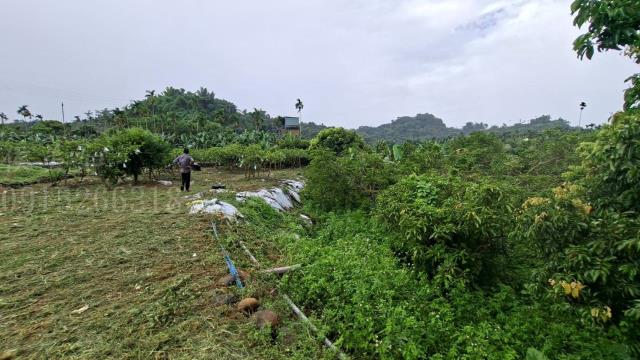 嘉義梅山農地-4