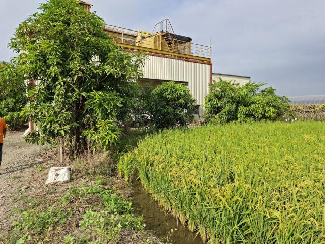 民雄農地-5