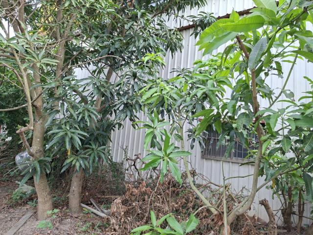 民雄農地-3